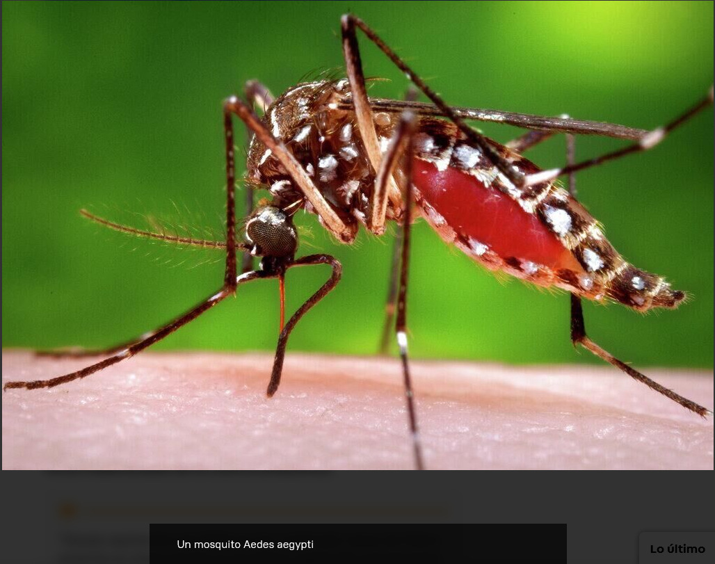 Varias partes de Sudamérica registran una "transmisión sostenida" de la fiebre amarilla, según la OPS